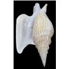Image 2 : Scarce Collectible Strombus Listeri Shell (SHL-000206)