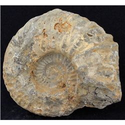 2825ct Natural Untreated Fossilized Ammonite (MIN-004532)