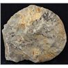 Image 2 : 2825ct Natural Untreated Fossilized Ammonite (MIN-004532)