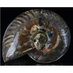 3640ct Scarce Large Opalized Ammonite Fully Intact Prehistoric (MIN-002810)