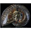 Image 1 : 3640ct Scarce Large Opalized Ammonite Fully Intact Prehistoric (MIN-002810)