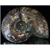 Image 2 : 3640ct Scarce Large Opalized Ammonite Fully Intact Prehistoric (MIN-002810)