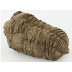 94gm Unpreserved Tribolite Fossil (MIN-003978)