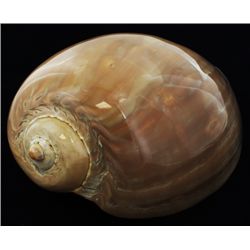 Scarce Collectible Polished Voluta Aethiopicus Shell (SHL-000310)