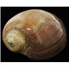 Image 1 : Scarce Collectible Polished Voluta Aethiopicus Shell (SHL-000310)