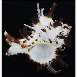 Scarce Collectible Murex Endivia Extra Large Shell (SHL-000292)