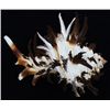 Image 2 : Scarce Collectible Murex Endivia Extra Large Shell (SHL-000292)