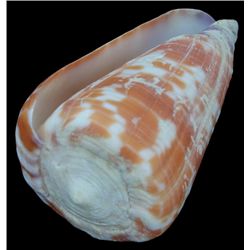 Scarce Collectible Conus Tessulatus Shell (SHL-000258)