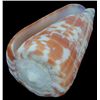 Image 1 : Scarce Collectible Conus Tessulatus Shell (SHL-000258)