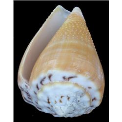 Scarce Collectible Conus Citrinus Shell (SHL-000247)