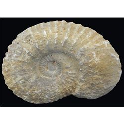 2820ct Natural Untreated Fossilized Ammonite (MIN-004538)
