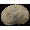 Image 2 : 2820ct Natural Untreated Fossilized Ammonite (MIN-004538)