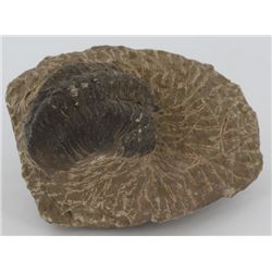 196g Preserved Tribolite Fossil On Base Material (MIN-003965)