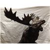 Image 3 : Monumental Decorative Bronze of a Moose