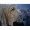 Image 2 : Decorative Basset Hound Table