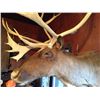 Image 2 : Alaskan Tundra Caribou Mount