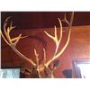 Image 8 : Alaskan Tundra Caribou Mount
