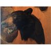 Image 1 : Black Bear Mount