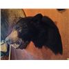Image 2 : Black Bear Mount