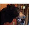 Image 3 : Black Bear Mount