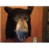 Image 4 : Black Bear Mount