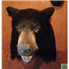 Image 5 : Black Bear Mount