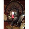 Image 1 : Full Body Tom Turkey Mount