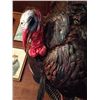 Image 2 : Full Body Tom Turkey Mount