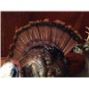 Image 3 : Full Body Tom Turkey Mount