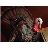 Image 6 : Full Body Tom Turkey Mount