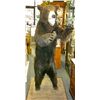 Image 1 : Black Bear Mount