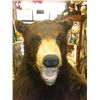 Image 2 : Black Bear Mount