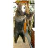 Image 3 : Black Bear Mount