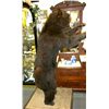 Image 4 : Black Bear Mount