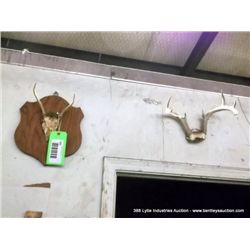 LOT: OLD ANIMAL HORNS 7X MONEY