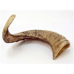 NATURAL SHEEP HORN 40 CM