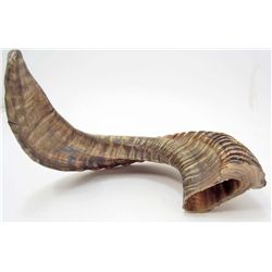 NATURAL SHEEP HORN 40 CM