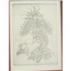 Image 2 : Framed, Signed & Numbered Print by Woody Crumbo