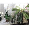Image 2 : LOT 5 DECORATIVE SILK PLANTS: ROSE PLANT, FERN,