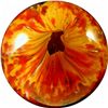 Image 4 : Marbles: Lot 72. End of Day. Onionskin. 1-9/16". Polished
