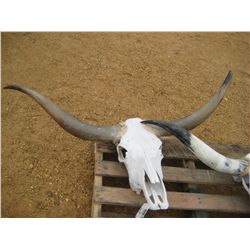 47" HORN & SKULL