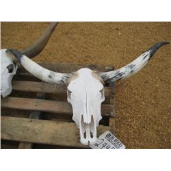 47" HORN & SKULL