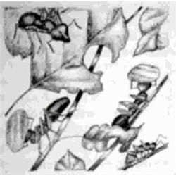 MAETERLINCK, Maurice.- La vie des abeilles.-...