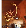 Image 1 : Alaskan Tundra Caribou Mount