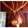 Image 3 : Alaskan Tundra Caribou Mount