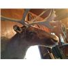 Image 4 : Alaskan Tundra Caribou Mount