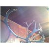 Image 5 : Alaskan Tundra Caribou Mount