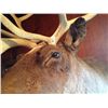 Image 9 : Alaskan Tundra Caribou Mount