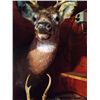 Image 8 : 2 Deer Mounts