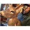 Image 8 : 2 Deer Mounts
